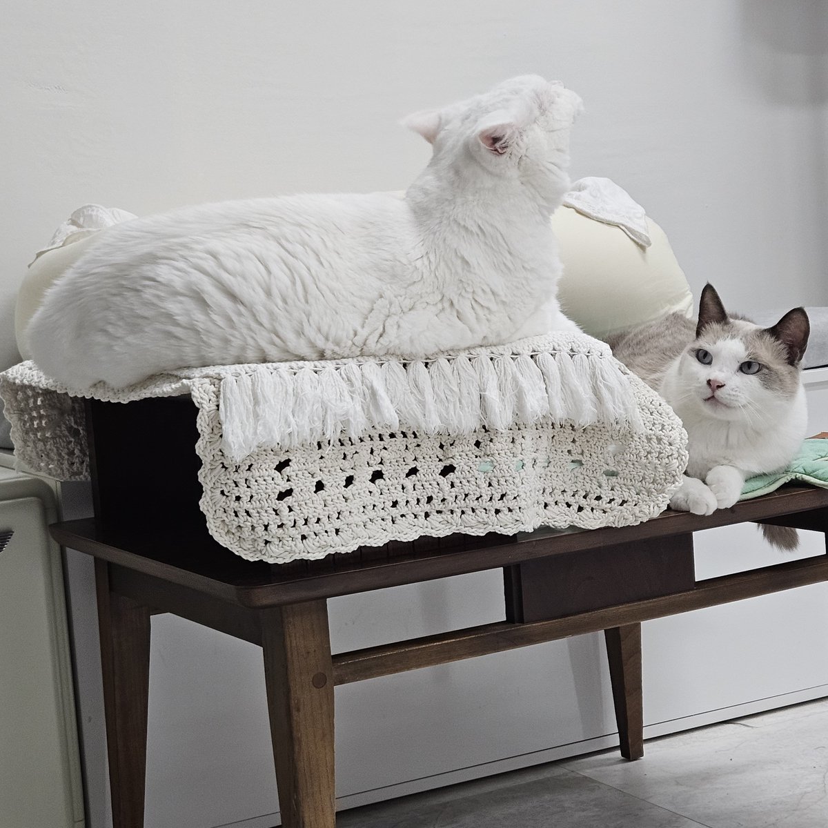 coolhotcat's tweet photo. https://t.co/11C8KGtZwr