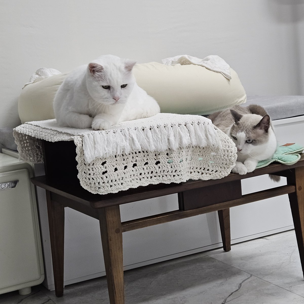 coolhotcat's tweet photo. https://t.co/uK3wcwV6Sh