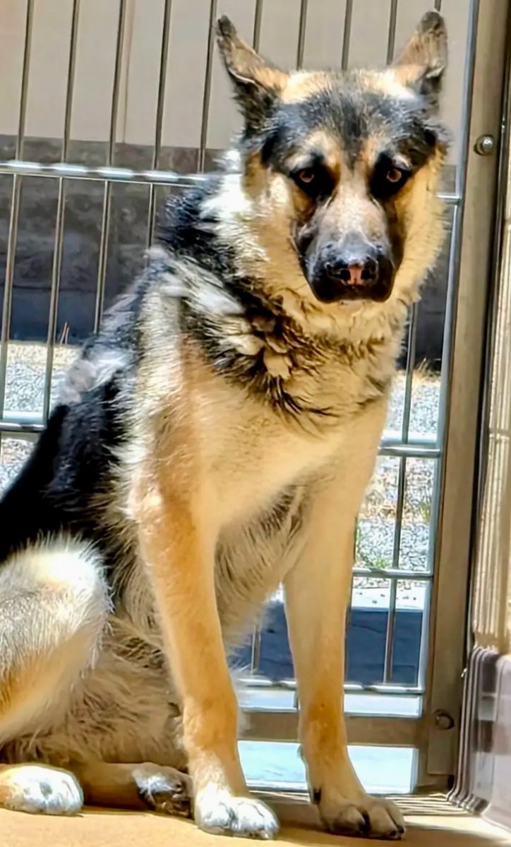 LilaFlw's tweet photo. TAKEN OFF SHELTER WEBSITE &amp; prepared to DIE💔

Buckey’s not had an easy life—abused, landed in DEADLlEST shelter, now sits @ top of EUTH list TBK ASAP no further notice!

Even so, he’s friendly &amp; trying so hard 💚

Can anyone
ADOPT(🇺🇸/🇨🇦) or FOSTER (no$)
to save Buckey?

info🧵⬇️ https://t.co/1TQkT2YWq7