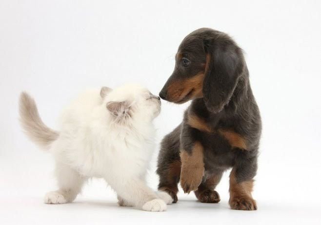 retweetanimalss's tweet photo. https://t.co/33b7Pkc8HF