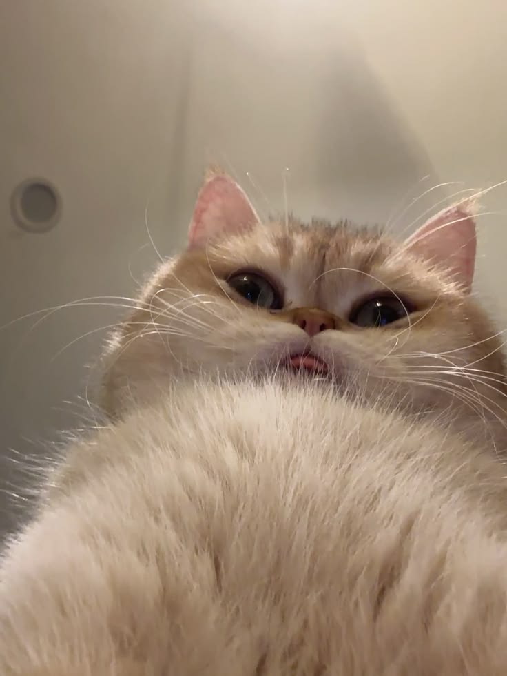 cutestscats's tweet photo. Too cute with that pink tongue 😻 https://t.co/YomuPvSoxj