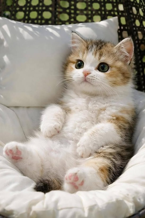 cutestscats's tweet photo. This baby is the definition of softness 🥰💖 https://t.co/k6yqyybfzG