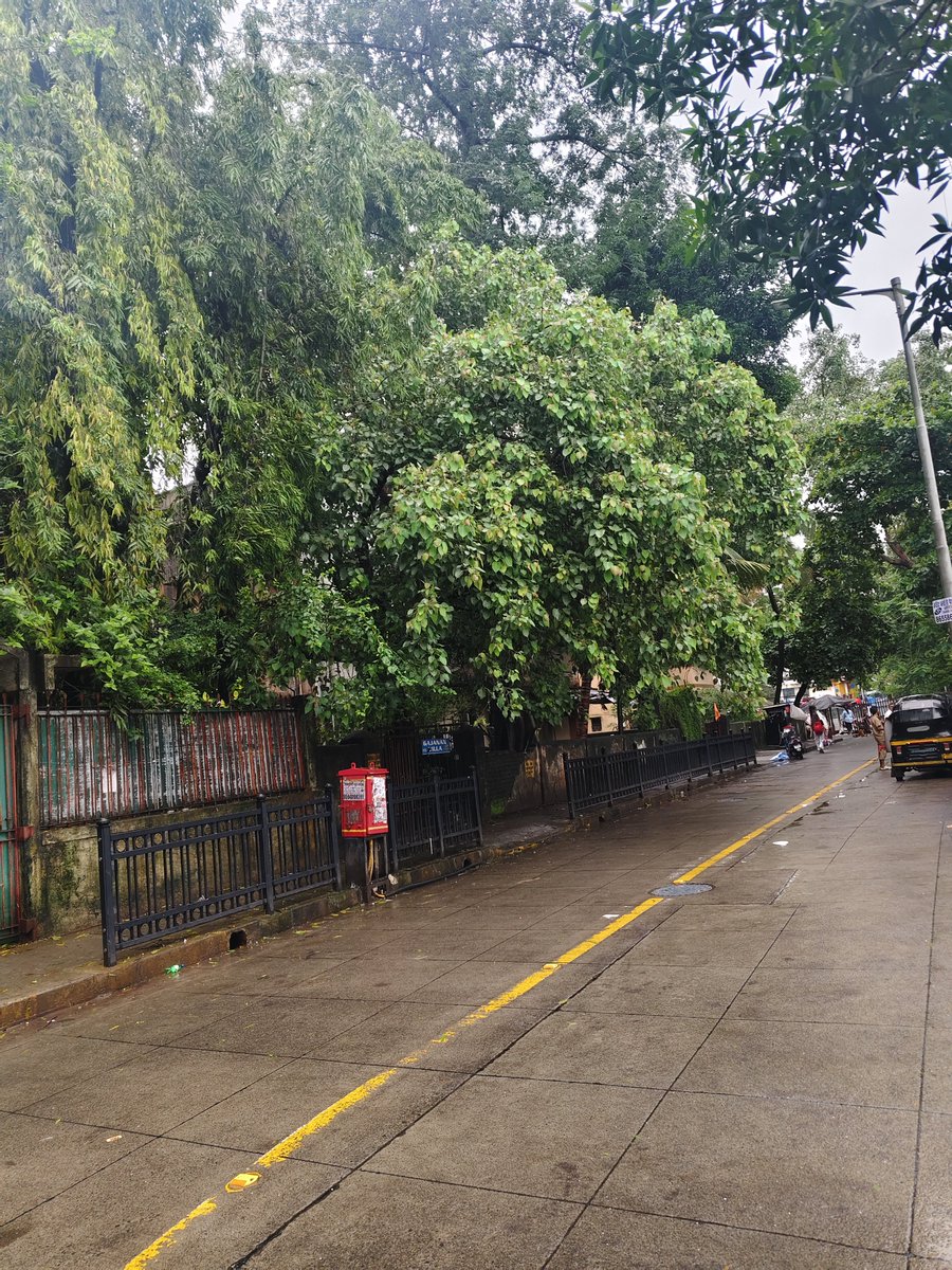 flangesandpipe's tweet photo. Dangers Tree leaf at Gajanan bhavan at gajanan colony station Rd Goregaon West can danger for people 
@mybmcWardPS @patel_harshb 
@AshwiniBhide @TawdeRitu 
@Mumbaikhabar9
@GoregaonPS 
@TV9Marathi @zee24taasnews https://t.co/JKHkoKWrmY