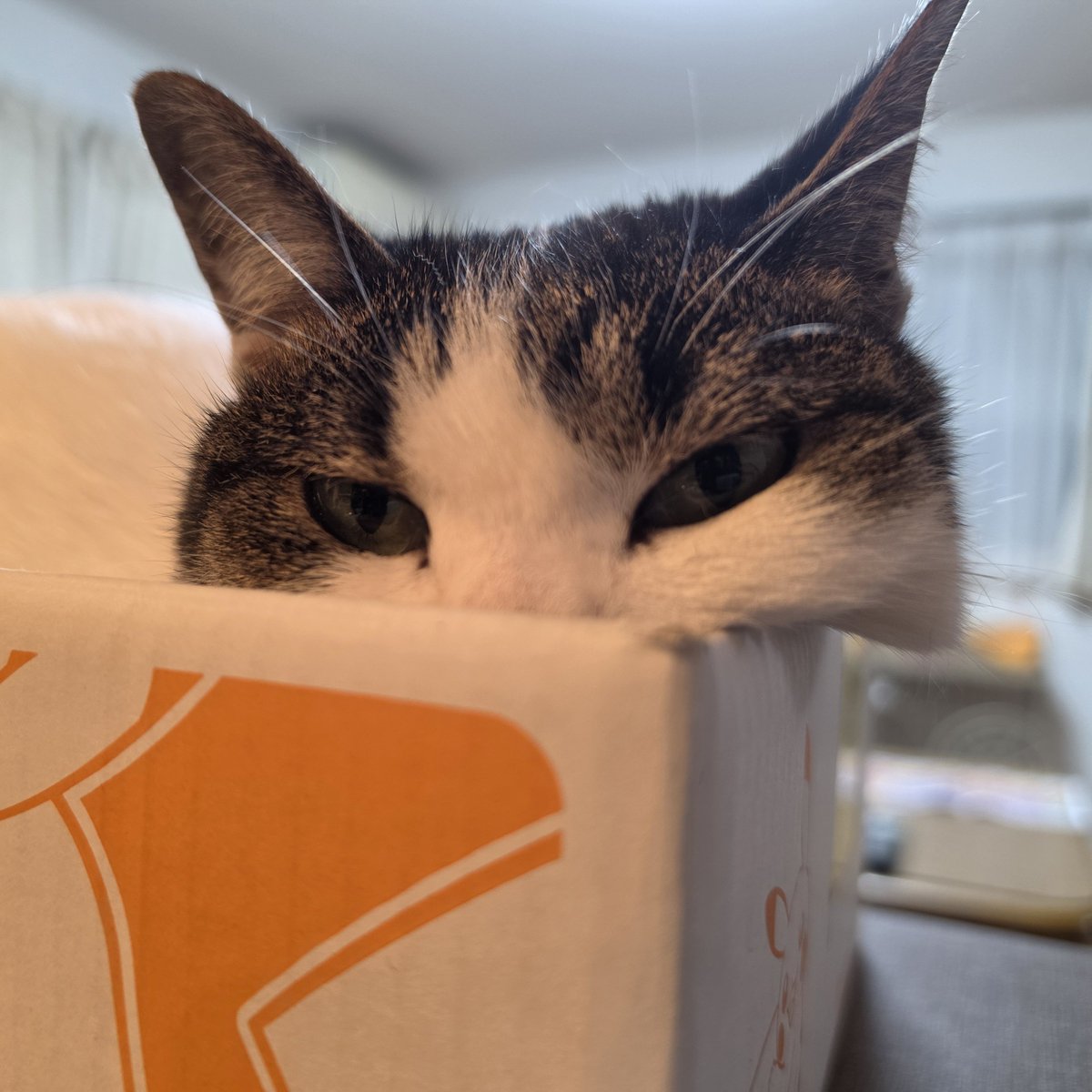 うさねこ (@rabbicat_neko) / Posts / X