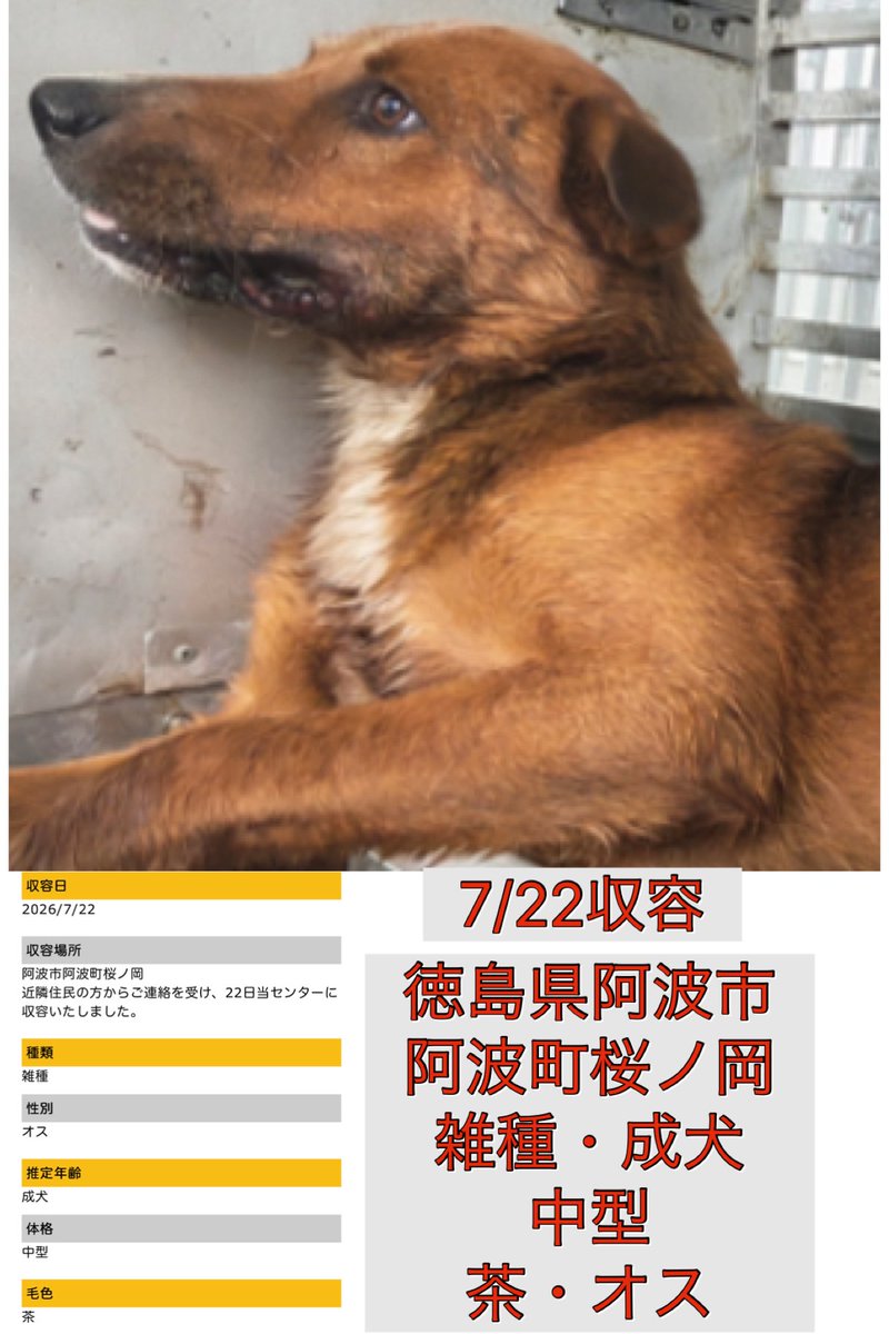 Rubylov65969168's tweet photo. ＃どうかこの命を助けてください
＃この命を諦めたくありません

🆘徳島県動物愛護管理センター🆘

    🚨あと数日でこの子の運命が
     決まってしまうかも知れません‼️🚨

また徳島県で1頭の命が収容されました
画像の表情を見て下さい‼️

壁に体を寄せ 怯えた瞳をしています
この子は野犬である可能性が高いと
思われます

野犬として生まれた事はこの子の罪
では決してありません‼️

それでも人間社会では「野犬」という
だけで命の危険にさらされてしまいます

この子にも生きる権利が有ります
「好きで野犬に生まれた訳じゃない‼️」

どうか一刻も早い拡散のご協力を
よろしくお願い致します🙏

https://t.co/bqCFv4X13q