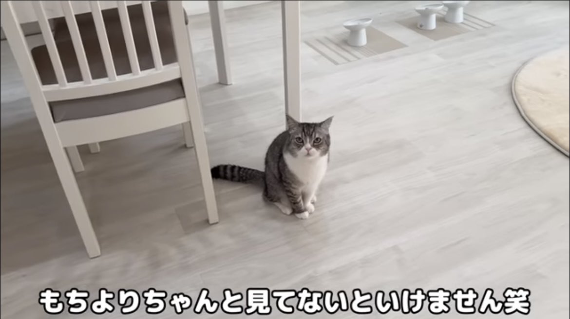 derika_mini's tweet photo. また餌皿が3つありますね
ミミかよち太にいた頃のもちはな君ですね。
輸液保管庫？がある時期だとミミがいた頃か🤔はな君の餌皿の隣にくっつけてもう1つの餌皿が置いてあるからよち太ぽいような🤔いい加減過去の動画にムカついてきた　
#もちまる日記 https://t.co/6kXbmdFB8c