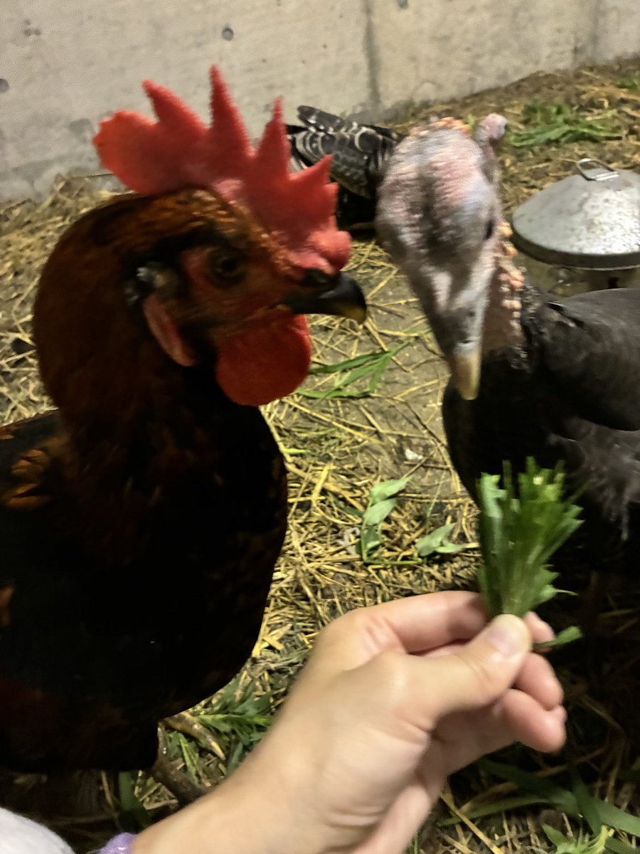 7faceturkey's tweet photo. 七面鳥、めちゃくちゃデカくなったけど鶏がデカすぎて全然大きく感じない
#鳥好きさんと繋がりたい 
#鶏 #七面鳥 #鶏飼育 https://t.co/2f1sxkdrks