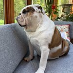 Photo by Cleopatra the English Bulldog (@Catsemail)
