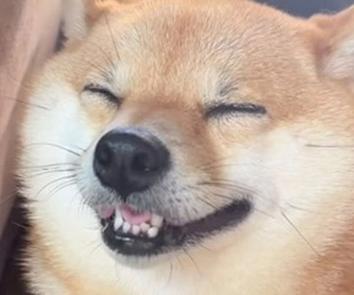 e_tan101306's tweet photo. Teeshyneって柴犬ににてるよな https://t.co/ppA0ianrkA