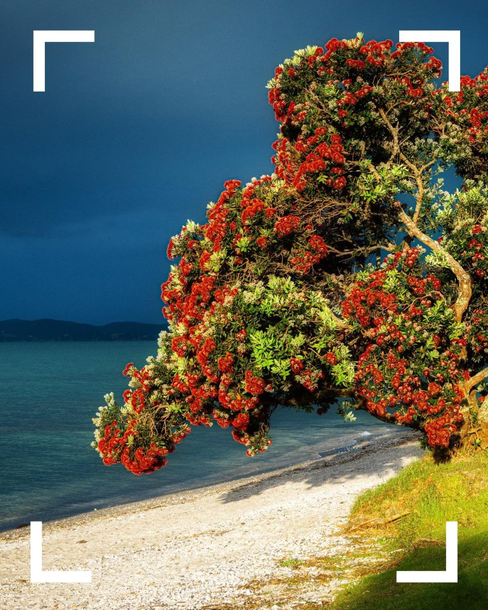 Picfair tweet picture