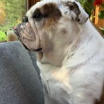 Photo by Cleopatra the English Bulldog (@Catsemail)