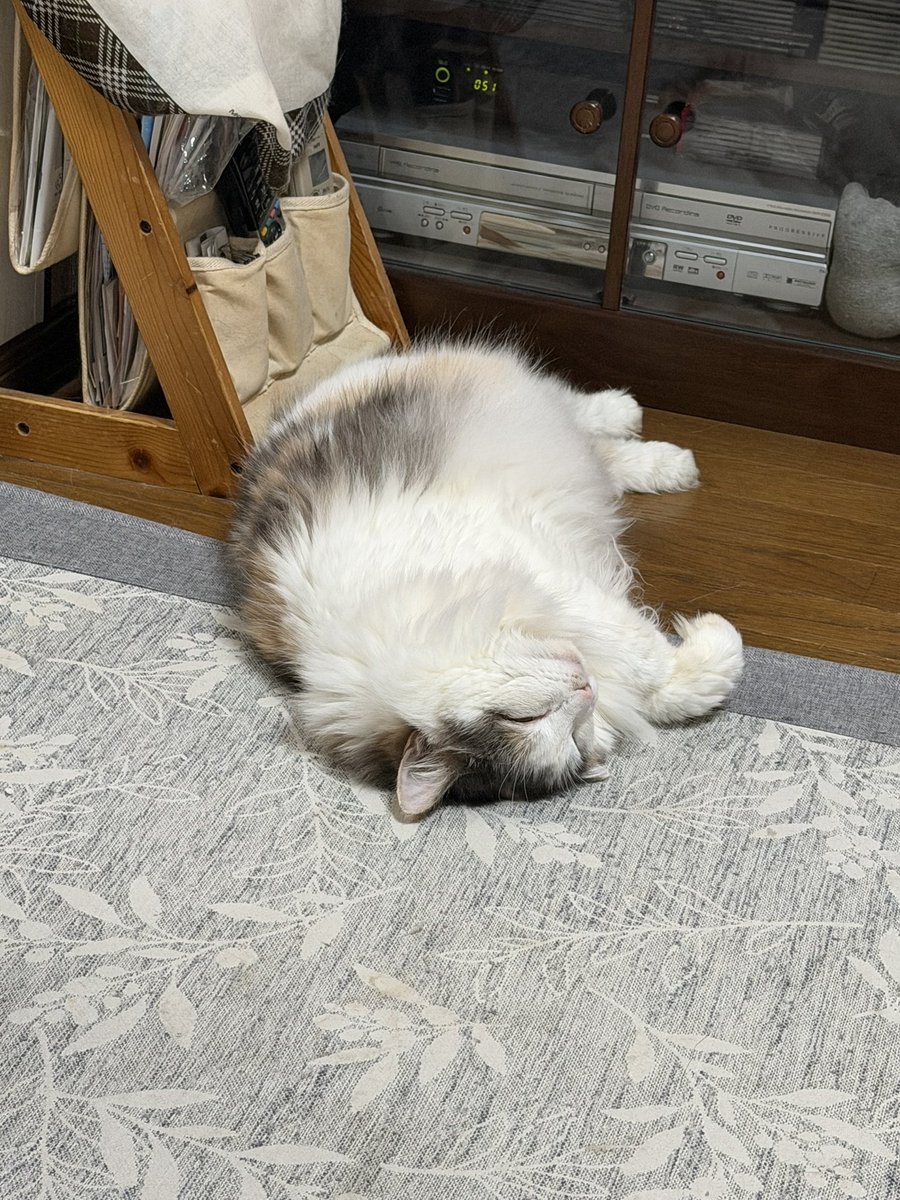 しろねこ (@shironeko_tei) / Posts / X