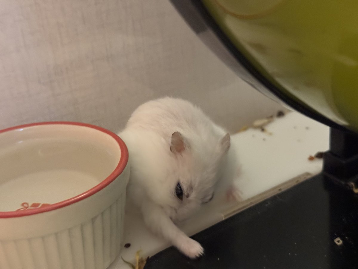 hamcookiester's tweet photo. 크림새우 https://t.co/LMqpP0LPwz