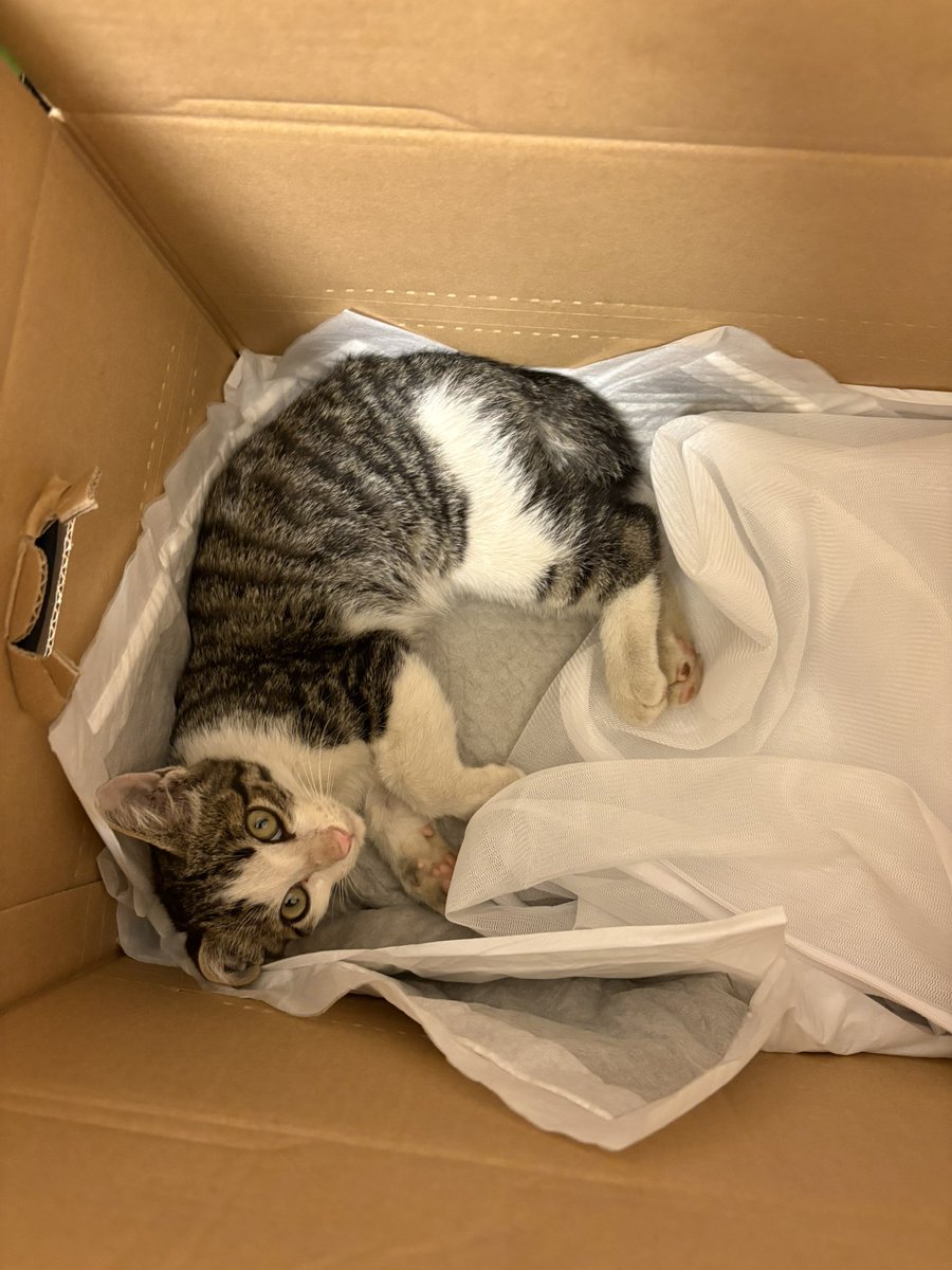 omitamacoin's tweet photo. 本日の捨て猫の投稿を見た知人からお願いされました。
一昨日、茨城町下雨谷の自販機横で段ボールの横に倒れてた生後2ヶ月ぐらいのオス猫を一時的に保護したそうです。病院に連れて行き検査したら足の骨が全部折れていて歩けないそうです。交通事故なのか虐待なのか不明です。

水戸市、茨城町、小美玉市付近あるいは、遠方でも保護したいという方、助けてあげて下さい。ご連絡お待ちしております。