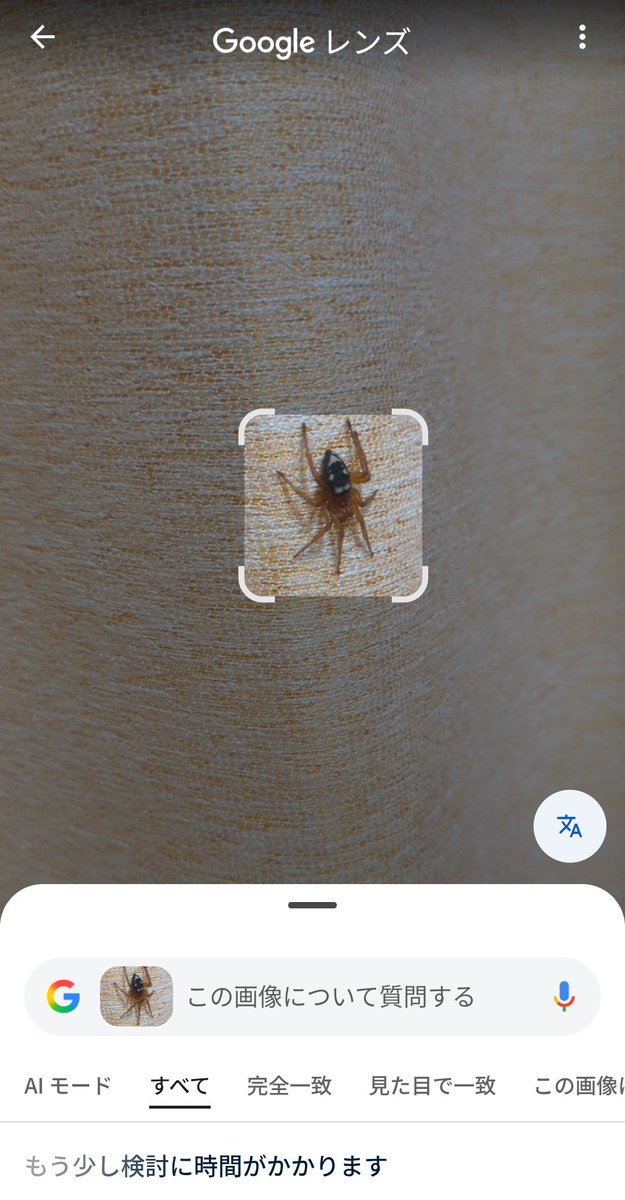 curry_bird_'s tweet photo. ※虫注意！

仕事から帰宅したらカーテンに見慣れぬ🕷️が
Google先生に聞いたらヒラタグモというらしい🧐
ハエトリは平気なんですがコイツは割と大きくてチョト無理カモ、、となりどうするか悩みつつトイレ行って戻ったら消えてました。。

全く動かなかったくせに20秒程離れただけで何で消えんねん😭 https://t.co/89G5DajnIR