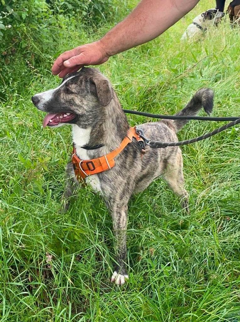 Pawprints2F's tweet photo. Romania

11 month old Leighton is as sweet as they come ❤️
He has so much love to give and is ready to start the next chapter of his life with people who'll cherish him!

Leighton can live with dogs, cats and kids! 

Apply: https://t.co/7tiibZzCy7 https://t.co/DSFih4y8CA