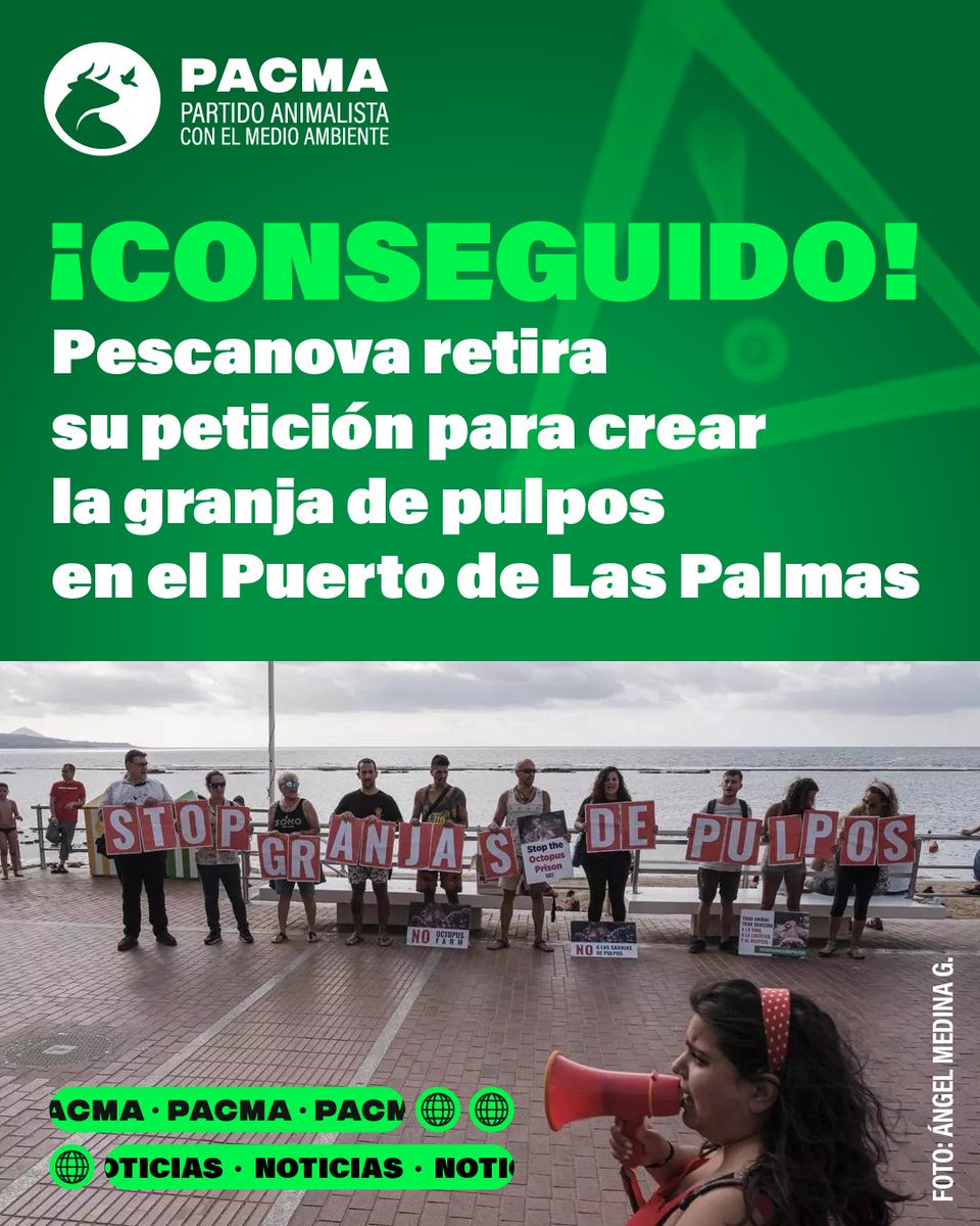 PartidoPACMA's tweet photo. 💪¡LO HEMOS CONSEGUIDO: Nueva Pescanova retira su proyecto para construir la macrogranja de pulpos en Las Palmas!

🐙La presión social, científica y política ha dado sus frutos frente a una atrocidad ética y ambiental. Encerrar a más de un millón de seres sintientes e inteligentes al año en tanques para congelarlos vivos era una aberración que no podía salir adelante.

👉Desde PACMA exigimos ahora el archivo definitivo y blindado de este expediente para garantizar que no se vuelva a intentar ni en Canarias ni en ningún otro lugar. La empatía y la protección de nuestros océanos han ganado hoy esta gran batalla.

💚¡Gracias a todas las entidades que han luchado para los pulpos se queden en el mar!

#SaveTheOctopuses #StopOctopusFarming #StopOctopusFarm #ÚneteALaRevoluciónVerde #ÚneteAPACMA