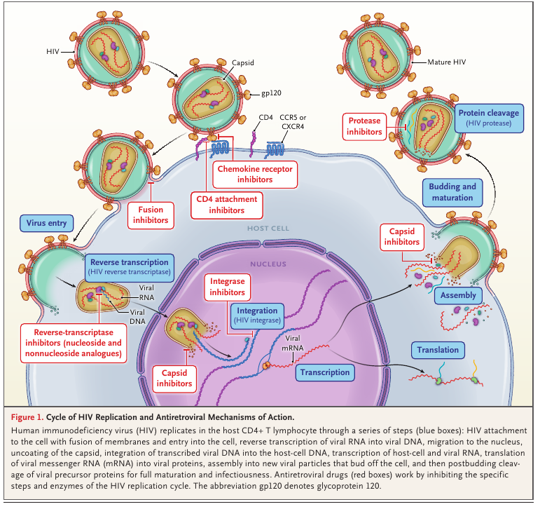 MHcsba's tweet photo. New England Journal of Medicine (NEJM) 2026: Terapia antiretroviral
#MedEd #MedTwitter #MedX
https://t.co/cL7saZNryb
DOI:10.1056/NEJMra2511692 https://t.co/qLEanTqrlT