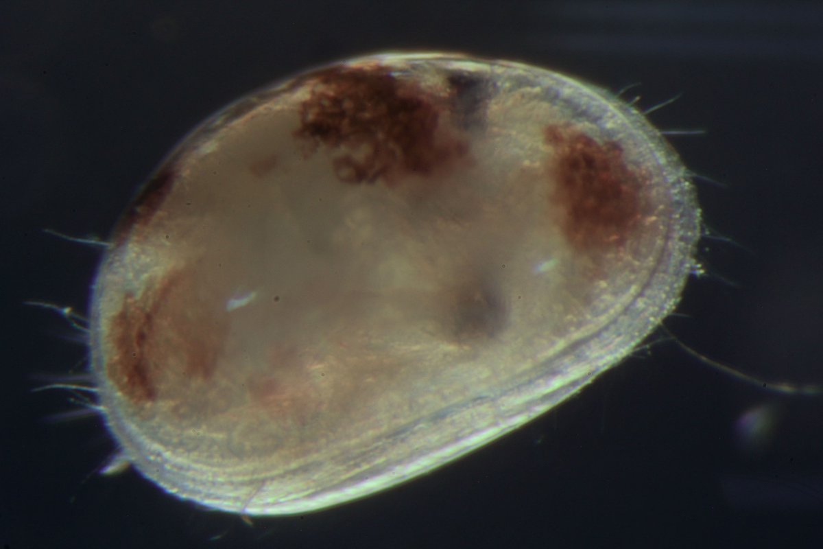 unipr's tweet photo. Anche gli ostracodi imparano e hanno “memoria”: una sorprendente ricerca guidata da #unipr su @BMCBiology mostra che i piccoli crostacei acquatici possiedono capacità comportamentali più complesse di quanto finora noto #ricerca #parma
https://t.co/vYIKVEuSrM https://t.co/uJvlOwJGZB