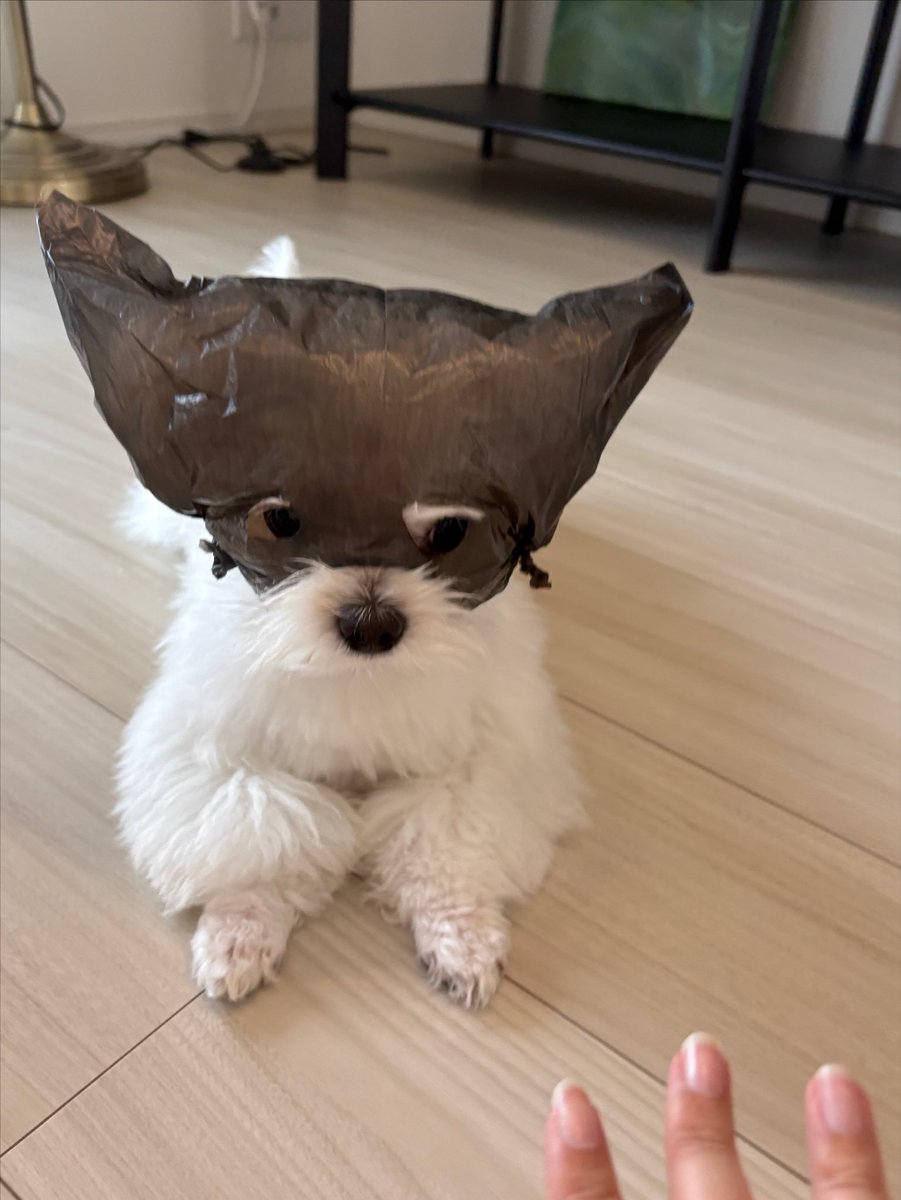 shokupan_mimizo's tweet photo. ハロウィンの予行練習
ママ不器用すぎて映えハロは無理そうだよごめん https://t.co/5vVZD8eifs