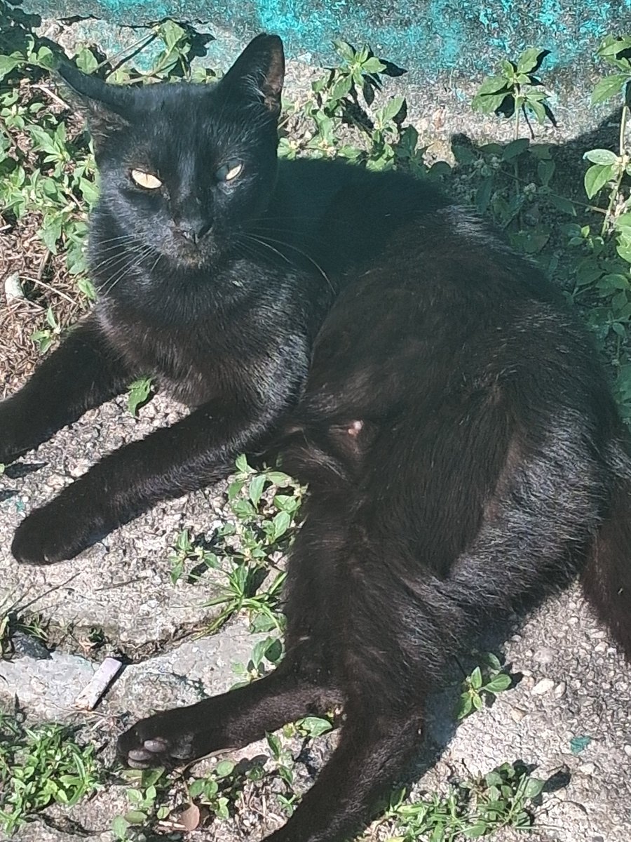 Gl_pson's tweet photo. Cheio de gatitos onde eu faço natação 😭🤏 https://t.co/xRYkSQ5aBE