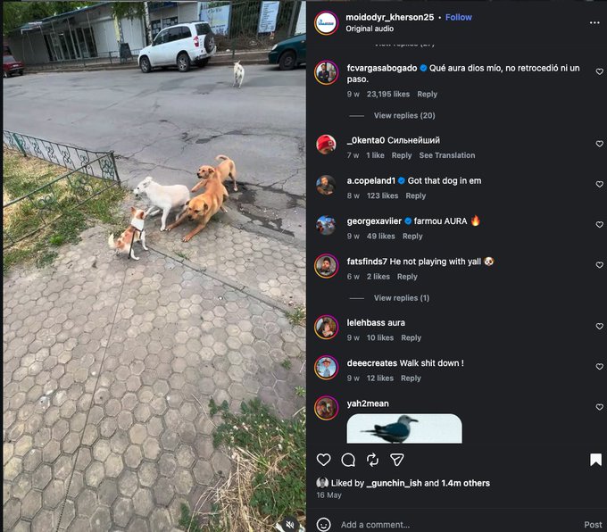 7aneski's tweet photo. I swear this is next KING CHARLES.

This small chiwawa is going viral for going against big dogs unfazed like nothing happened!

20M+ VIEWS. 1.4M+ LIKES.

I translated name and its called Tishka(Тишка)

This has to go!

https://t.co/nqweUwRQdY https://t.co/nXDYyiAYR1