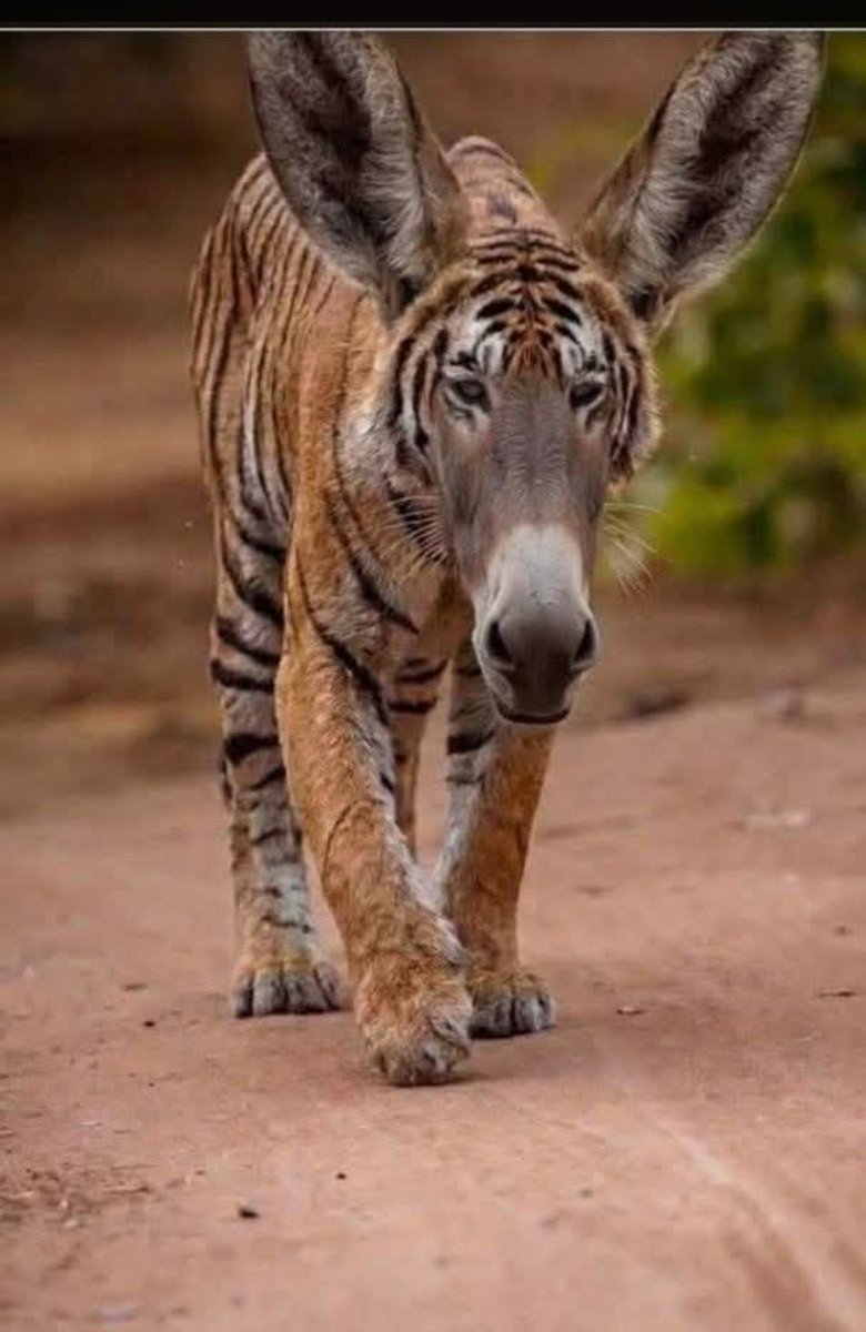 jmanuelgr60's tweet photo. @Orlando71156528 Saludo al burro 🫏 @AbelardoPTE disfrazado de Tigre 🐯 https://t.co/c1zmm2k985