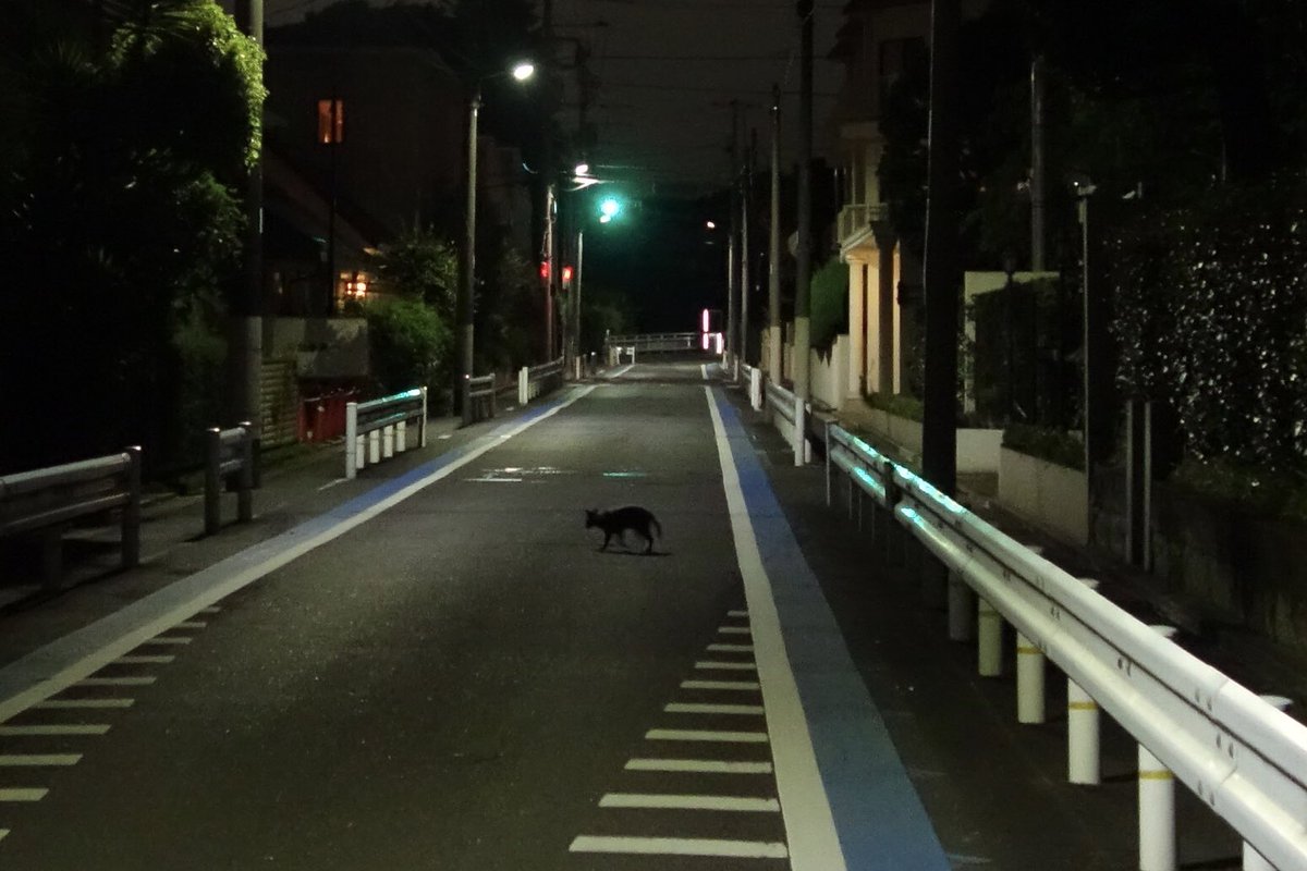 cantillans's tweet photo. 夏毛のタヌキ。
職場の町から歩いて帰る途中、となり町の住宅街にあるタヌキのテリトリーで武蔵野のタヌキの姿を見ました。2024年の8/12夜、2025年の8/9夜に続いて今年もこのテリトリーで夏毛のタヌキの姿を見ることができました🐾 https://t.co/vuDX11sXfr