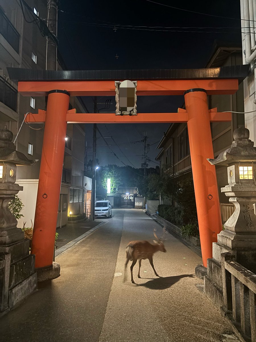 Riok_15's tweet photo. 朝家の前に居た鹿コンビニ行くのに外でたらまだ居た https://t.co/KXjcjcY1t4