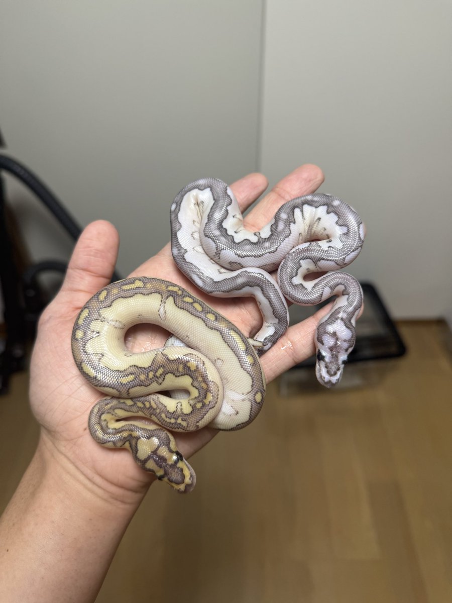 taigarep's tweet photo. アザン入りとアザン無し
ベビへびかわいい https://t.co/YRp6WfRwER