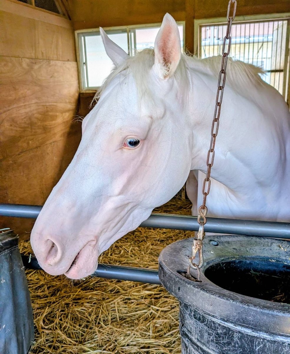 aoraki_family's tweet photo. 📢おしらせ
明日7/26 札幌6Rにスノーエルヴァが出走します🐴🩷
鞍上は古川奈穂騎手、12:50発走です🏇💨

皆さんのパワーをぜひ送ってあげてください🙌🐴🔥
がんばれ！スノーエルヴァ🏇💨

#スノーエルヴァ #古川奈穂 #札幌競馬場 #JRA #白毛の競走馬 https://t.co/yFcgGUHWUj
