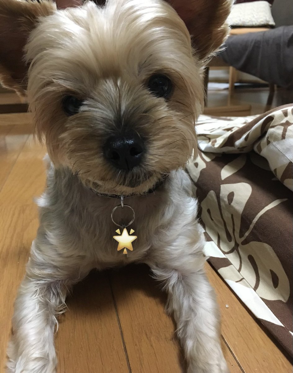 _unitara's tweet photo. 話しを聞いてくれる2016年の
うにさんに、2026年の話しを
10年たって🇯🇵は変わったよ……
選挙行っても変わらないの😓
おかしいよね〜

優しいお顔で、気持ちに
寄り添ってくれる永遠の天使

#秘密結社老犬倶楽部天国支部 https://t.co/ZPXWIhsWBA