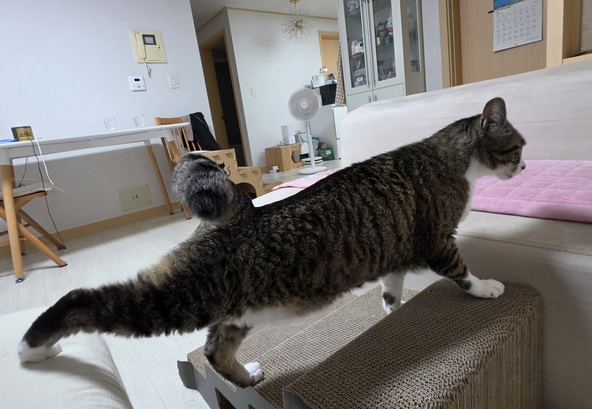 aky_cat tweet picture