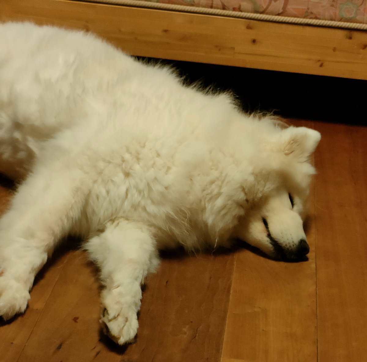 oka61ai's tweet photo. 朝活でデスクワーク
→仕事→実家で荷物整理と
桃を取りに行き→OEMジュース屋さんに納品→軽くデスクワーク→今日から早寝して朝活仕事に…

朝型にしないと1日フルで動いたら
この時間脳みそあんま精度高くない

家のサモエドの様に。タスク整理だけして温かい飲み物飲んで寝よう💤 https://t.co/EB8bdYhtLR