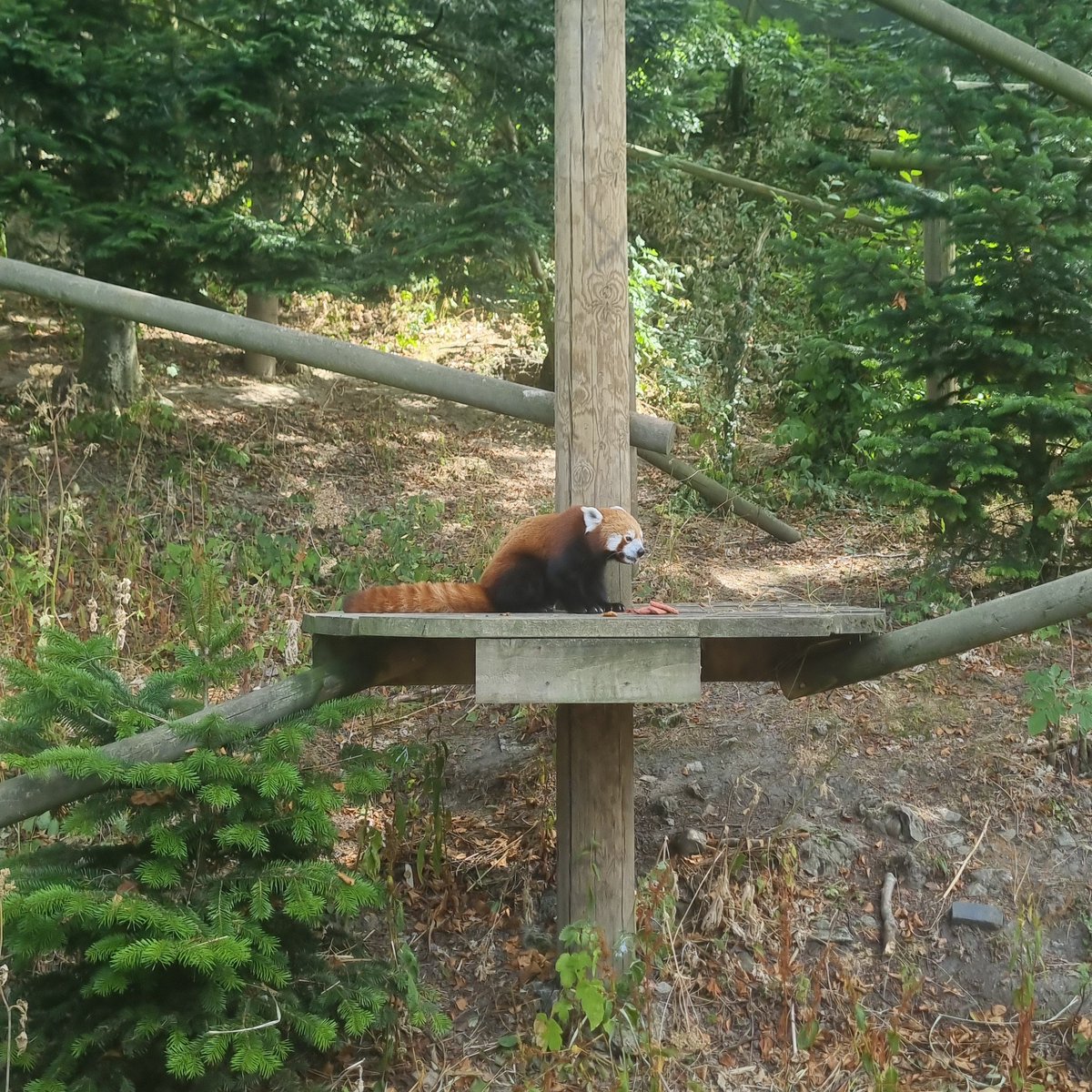 Tanger1nes_'s tweet photo. Red Panda soso cutee https://t.co/m3fo29kwpg
