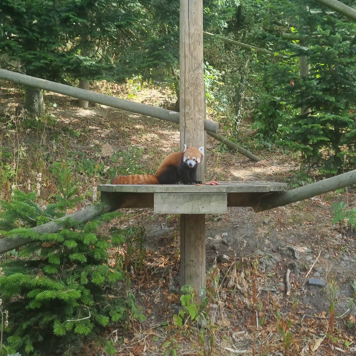 Tanger1nes_'s tweet photo. Red Panda soso cutee https://t.co/m3fo29kwpg