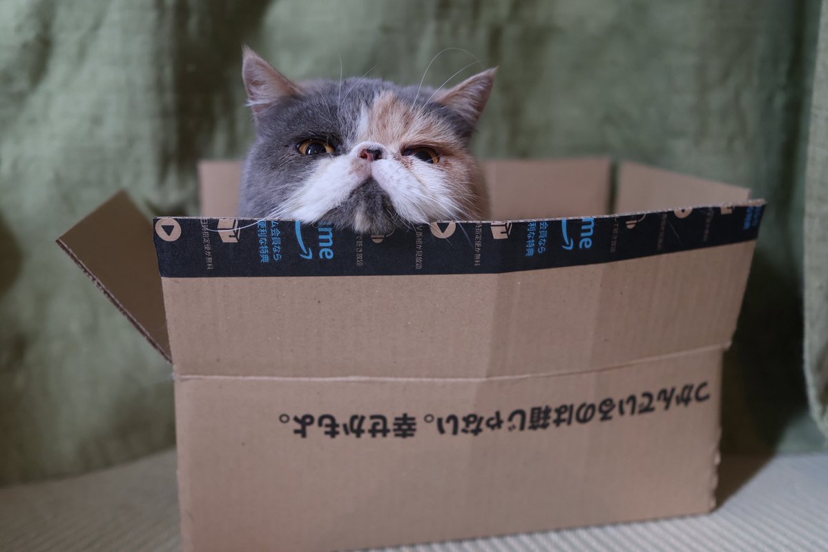 jmm_cats's tweet photo. アゴ乗せマロン🌰 https://t.co/RpnoZYNIE0