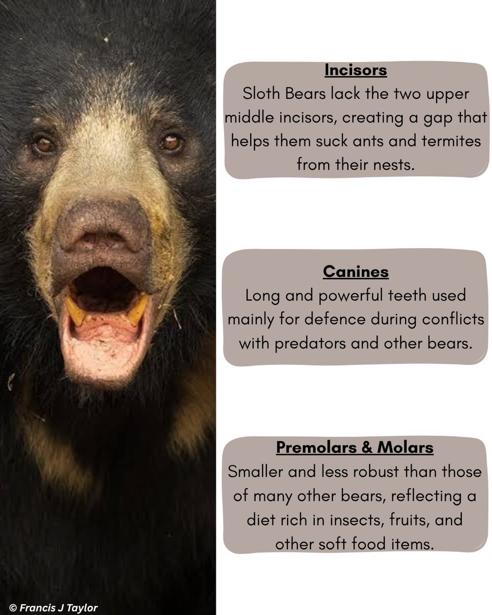 slothbear2026's tweet photo. 🦷🐻Dental Structure of a Sloth Bear

The teeth of a Sloth Bear reveal the story of its remarkable evolutionary adaptations. Unlike most bears, its dentition has evolved to support an insect-rich diet while still providing the strength needed for defence.

From the distinctive gap between the upper incisors to its powerful canines and reduced grinding teeth, every feature serves a purpose.

Explore the carousel to learn how the Sloth Bear's teeth are perfectly adapted to its way of life.

#ProjectSlothBear #WIIProjectSlothBear #SlothBear #BearEcology #WildlifeResearch #AnimalAdaptations #WildlifeFacts #BearBiology

@moefcc @CentralIfs @NationalCAMPA @wii_india @SACONCoimbatore @wii_eiacp @rameshpandeyifs @GobindsagarBha1 @RuchiBadola2 @CRamesh_WII @BivashPand34733 @Kramesh95 @amitwii @UpmaManral @ashishjangid22 @avinashyadv95 @utkarsh41995 @kaushikforwild @Hairypotter0777 @Sindhoora_2001 @Suraj_Chauhan31 @niranjanKv2770 @Kavyak0204 @MitaliJadh34762