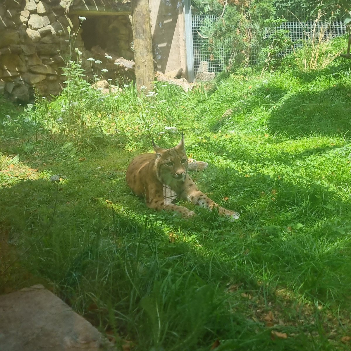 Tanger1nes_'s tweet photo. Sleepy Lynx ( ˃ ᵕ ˂ ) https://t.co/qvrObJSCaU