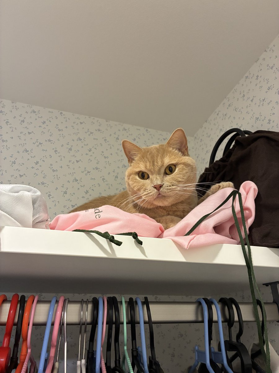 SunLuna2021's tweet photo. 飼い主のバッグをベットにして寛ぐ猫🐱
#ブリティッシュショートヘア
#猫好きさんと繋がりたい https://t.co/NUVE4yq5Pm