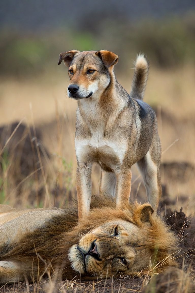Timilehin_10's tweet photo. For everyone alive there is hope. A living dog is better than a dead lion. https://t.co/eh2PcQNtwu