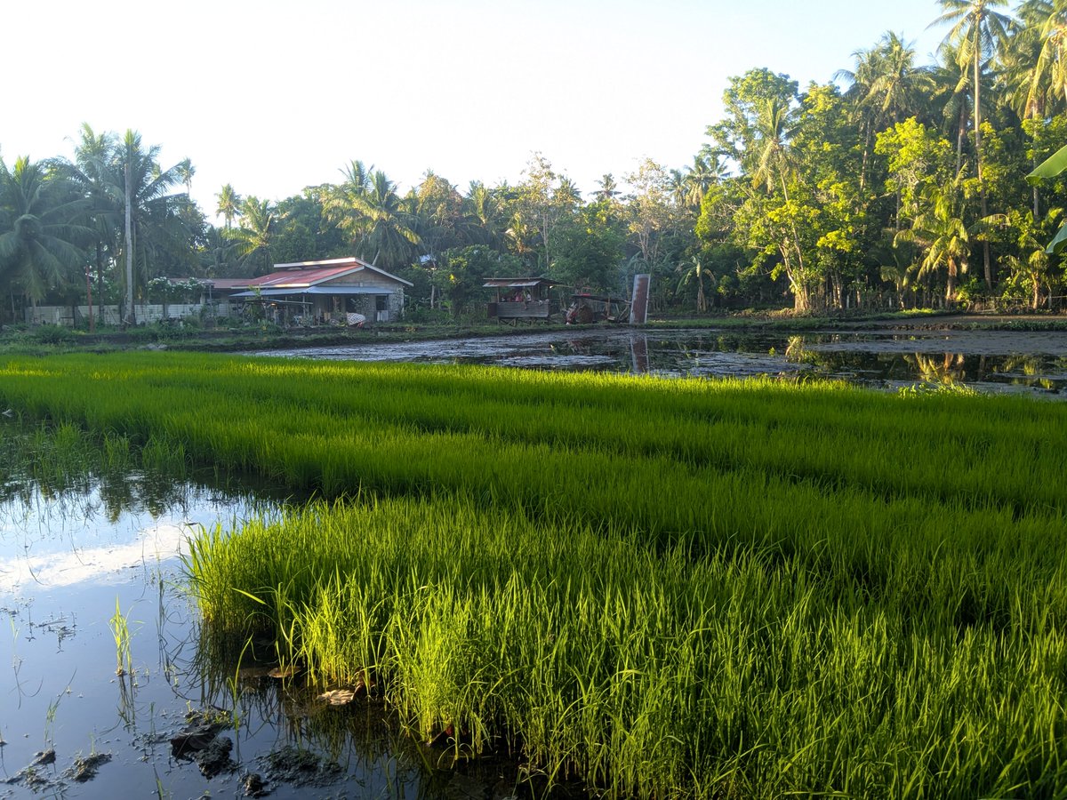lagijah's tweet photo. usapang agrikultura: palay season na. bili kayo bigas sa local farmers natin #NoToPaxSilica https://t.co/lzzyOFsjQw