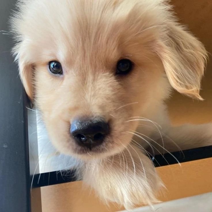 justbunnycu's tweet photo. เค้ามีเรื่องทิ่สำคันมาก             ทิ่รักว่างัย
ตั้งจัยฟังนะ....หิวข้าวงะ🥺     อัยอ้วมเอ้ย🤏🏻 https://t.co/74v8xmtqFa