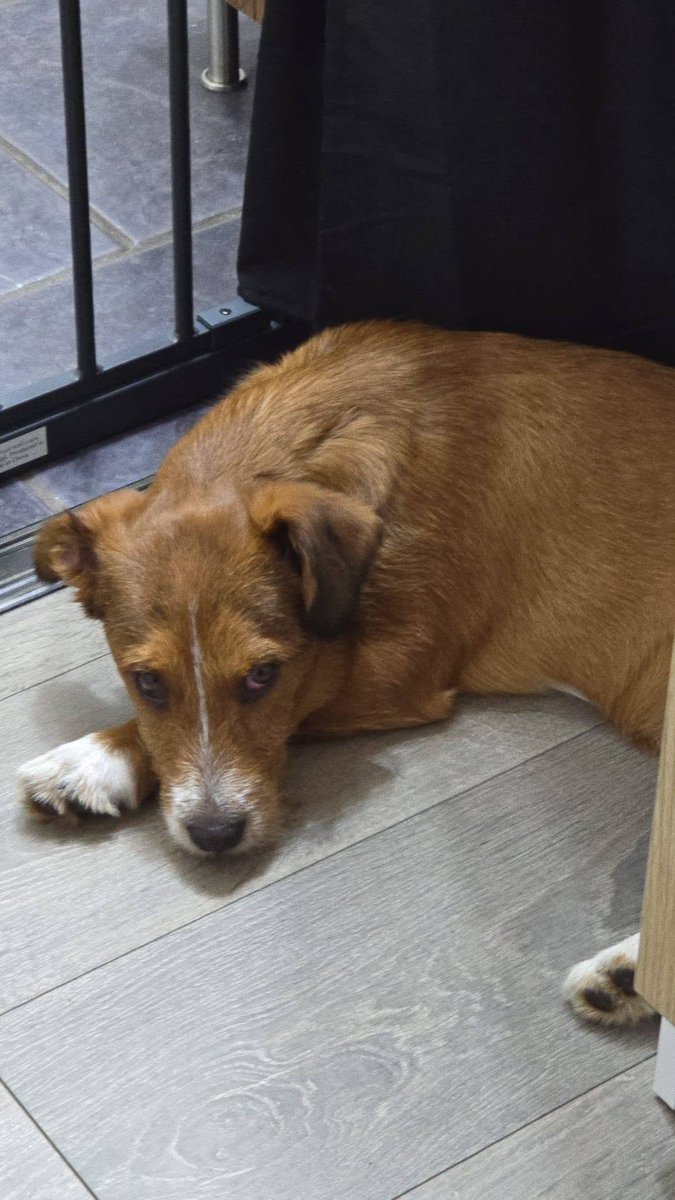 Pawprints2F's tweet photo. Buckinghamshire

Adorable 6 month old Lea is brilliant with meeting new people! 🧡

She does get a little destructive with her bed..She's a puppy!
She also gets very excited when on lead so this will need practice!

Lea can live with dogs and kids 🏡

https://t.co/UKATK6Nz6w https://t.co/8pvGeL0tqj