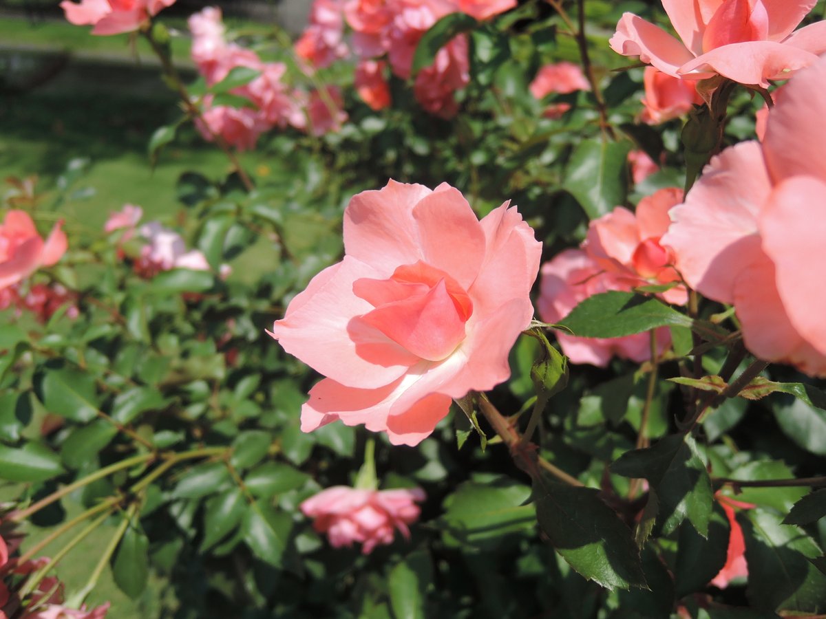 hayayoshi's tweet photo. Roses in Joshu #Rose https://t.co/Bl0WwTrA0Y