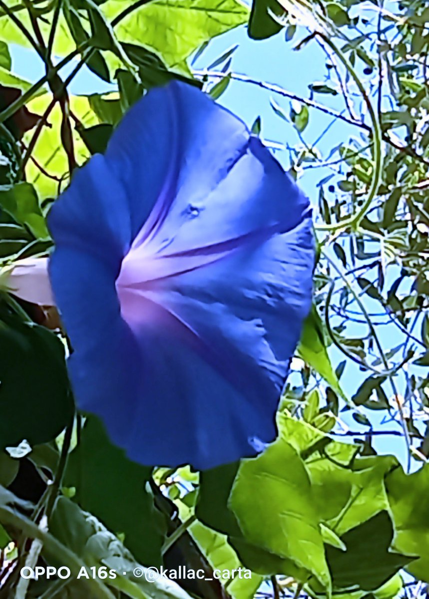 kallac_carta's tweet photo. Blu

         non solo mare https://t.co/Lna31wxQn9