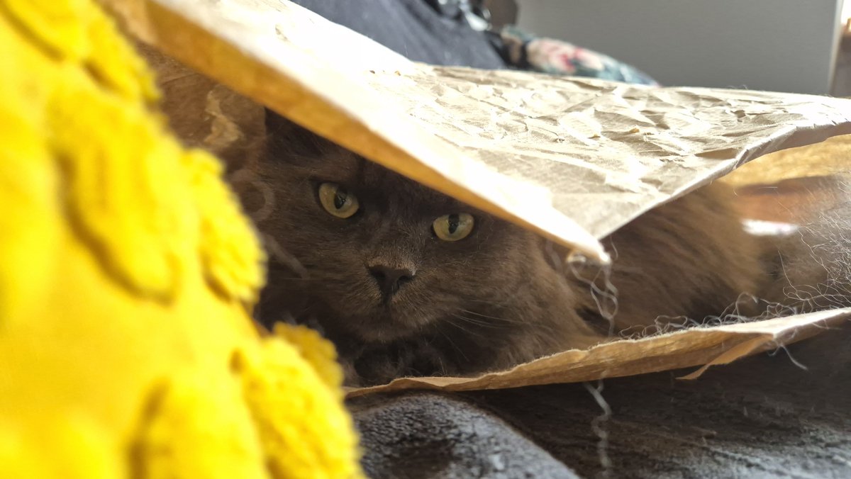 dasha_the_kitty's tweet photo. she's just a little baby https://t.co/POPARL65fU
