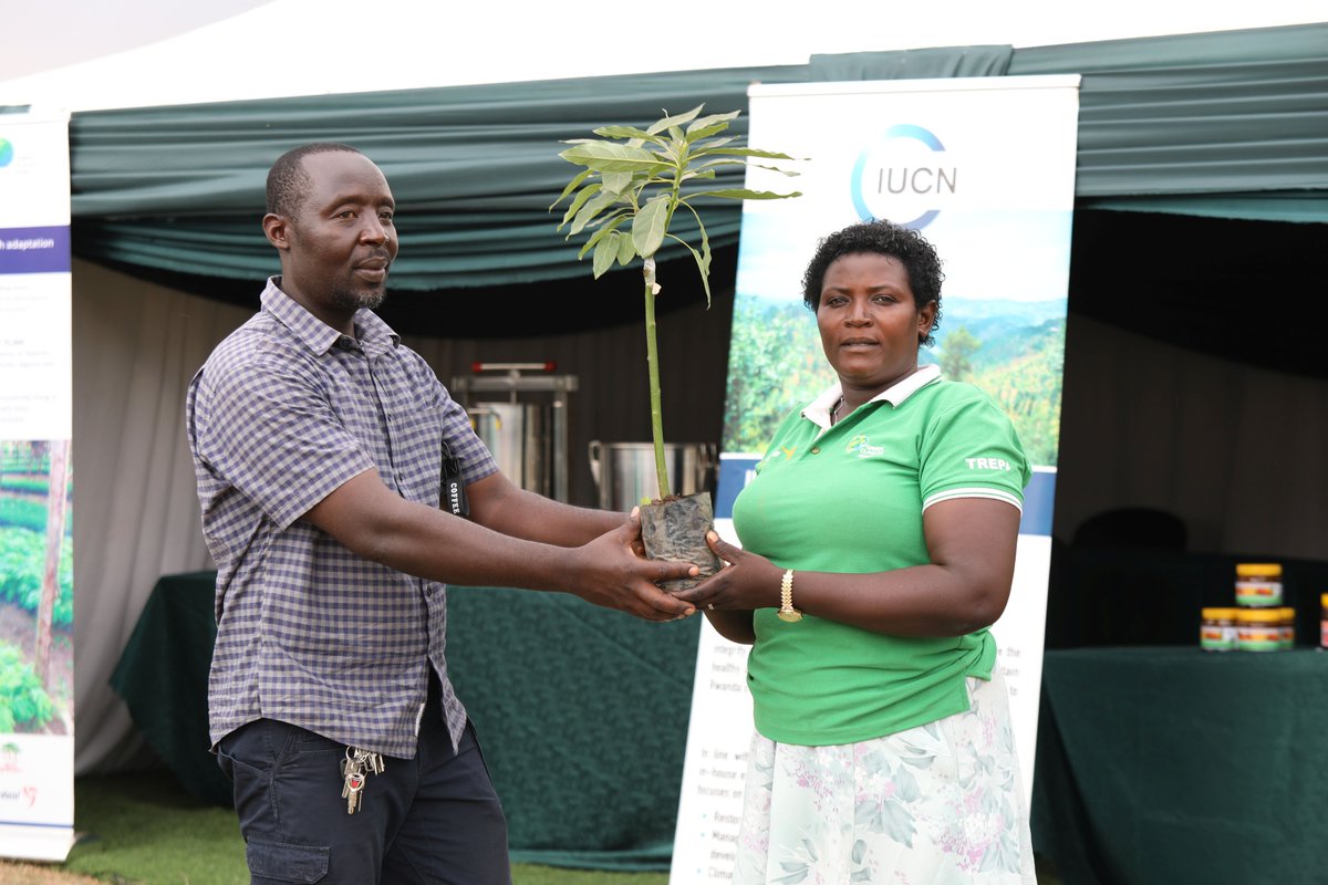 IucnRwanda's tweet photo. As our exhibition continues today at #RwandaAgriShow2026, the @IucnRwanda stand continues to welcome visitors eager to learn about our work and our unique impact in Rwanda. 

During these interactions, our exhibitors gifted visitors with avocado seedlings. https://t.co/30EkFFZY43