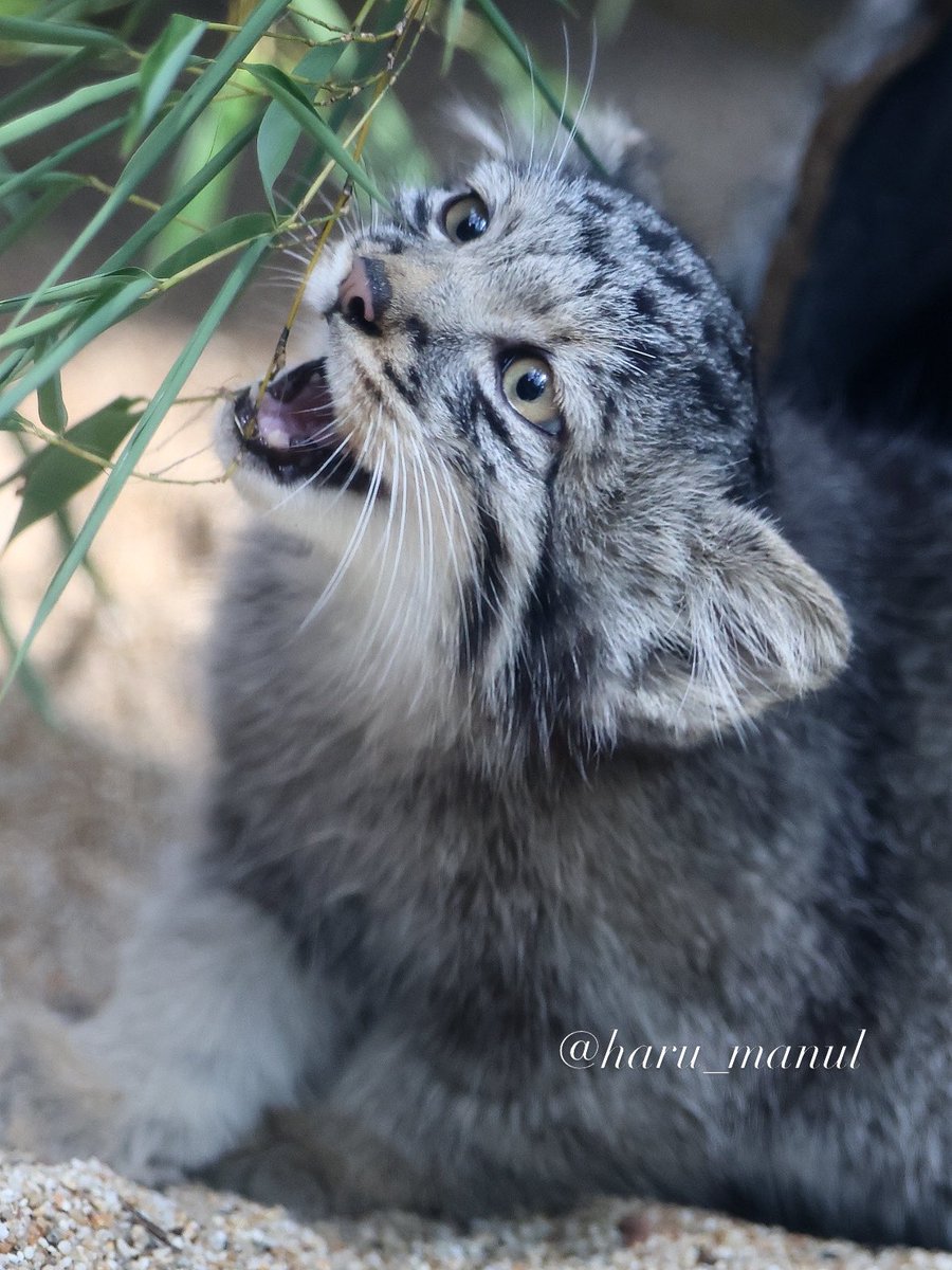 haru_manul tweet media