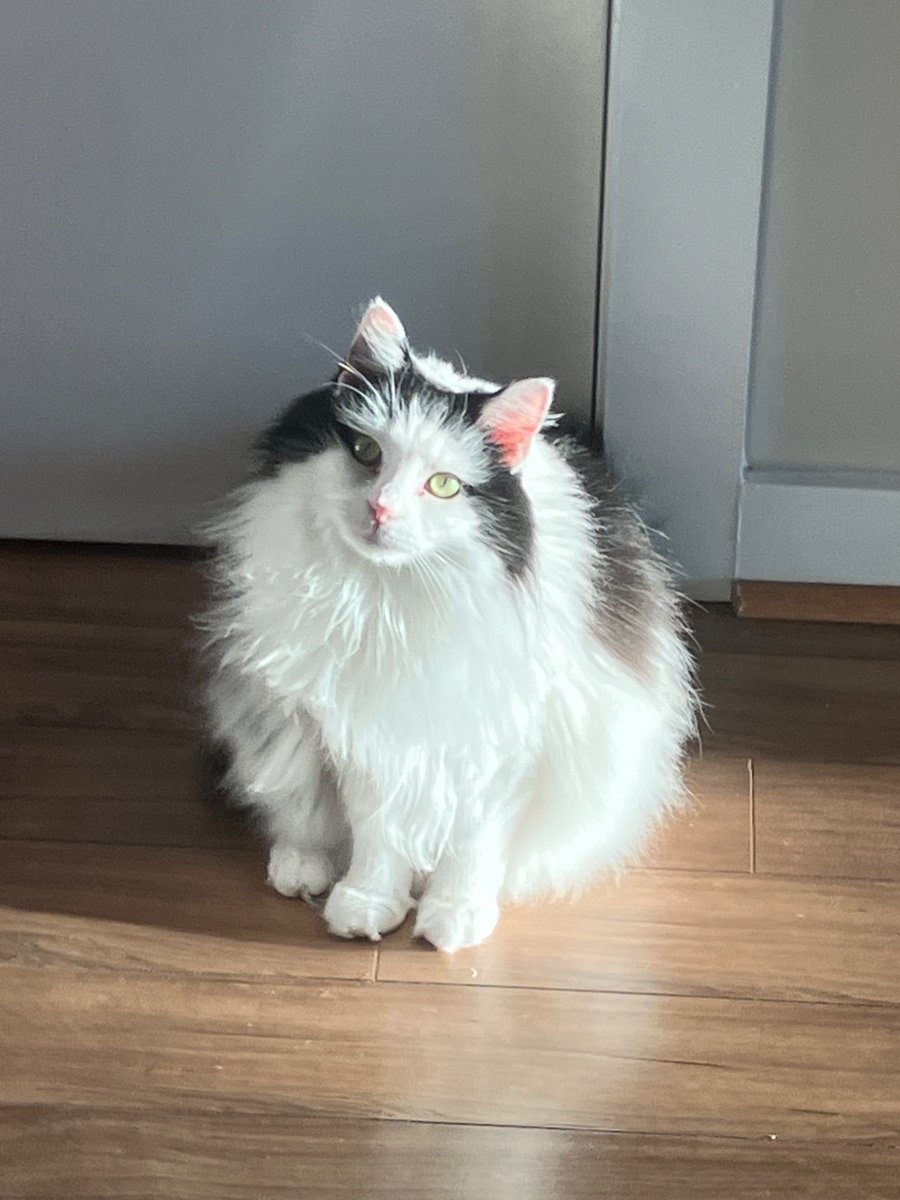 finite_alright's tweet photo. will definitely be making some of my cat based on this picture because. look at him. he’s a circle https://t.co/1ePqHfFsEo